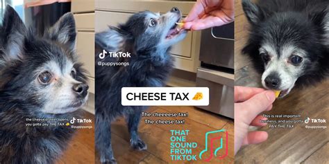 The cheese tax! Hand it over quick Or things might get ugly I can get really loud I'm a really barky puppy I'm not just asking Because I'm looking for snacks This is real important business And you've got to pay the tax The cheese tax! The cheese tax! The cheese tax! Cheddar is acceptable, and Parmesan is fine But a little bit of Gouda would ...